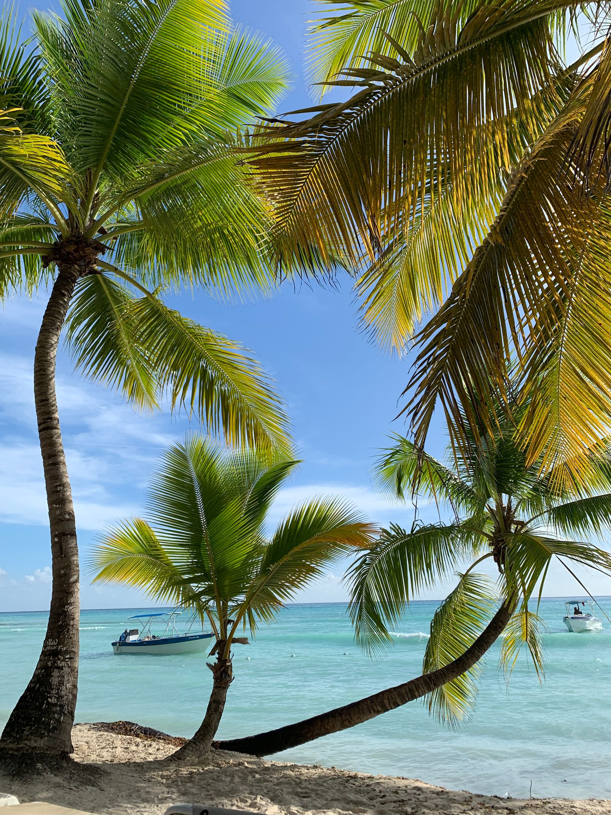 Palmeras frente al mar